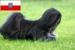 Read more about the article Criadores de Lhasa Apso e cachorros em Thuringia