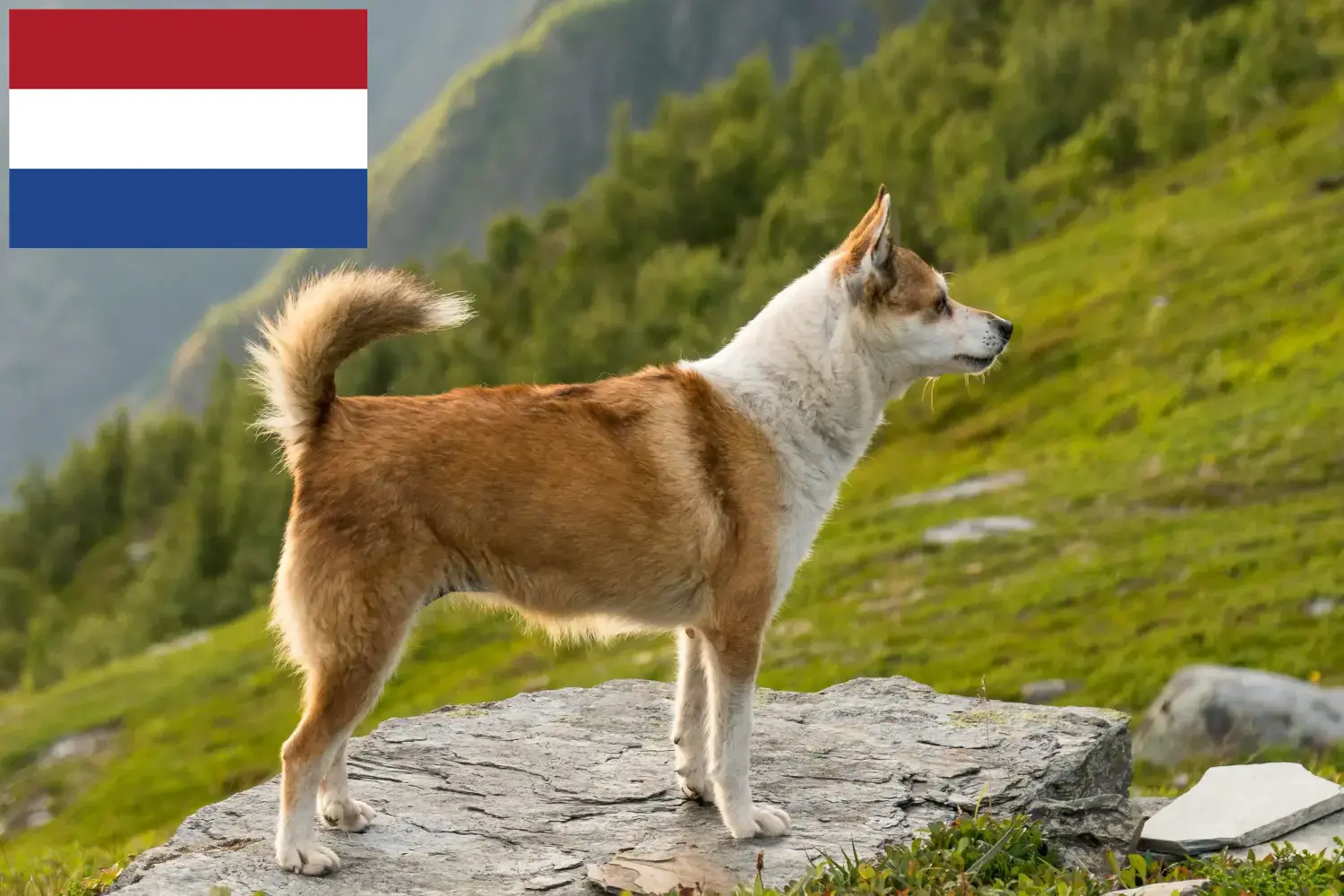 Lundehund norueguês cachorros e criadores Países Baixos Aqui pode encontrar criadores de Lundehund noruegueses nos Países Baixos.