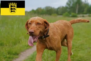 Read more about the article Criadores de Magyar Vizsla e cachorros em Baden-Württemberg