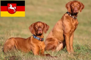 Read more about the article Criadores de Magyar Vizsla e cachorros na Baixa Saxónia