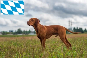 Read more about the article Criadores de Magyar Vizsla e cachorros na Baviera