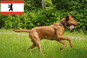 Read more about the article Criadores de Magyar Vizsla e cachorros em Berlim