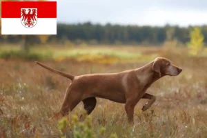 Read more about the article Criadores de Magyar Vizsla e cachorros em Brandenburg