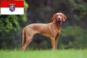 Read more about the article Criadores de Magyar Vizsla e cachorros em Hessen