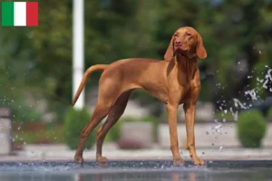 Read more about the article Criadores de Magyar Vizsla e cachorros em Itália