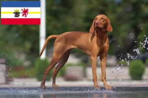 Read more about the article Criadores de Magyar Vizsla e cachorros em Mecklenburg-Vorpommern