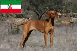 Read more about the article Criadores de Magyar Vizsla e cachorros na Renânia do Norte-Vestefália