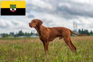 Read more about the article Criadores de Magyar Vizsla e cachorros em Saxónia-Anhalt