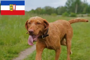 Read more about the article Criadores de Magyar Vizsla e cachorros em Schleswig-Holstein