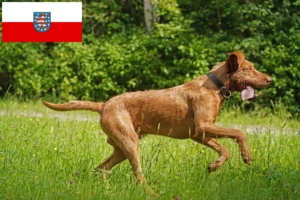 Read more about the article Criadores de Magyar Vizsla e cachorros em Thuringia