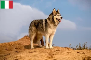 Read more about the article Criadores e cachorros de Malamute do Alasca em Itália