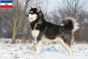Read more about the article Criadores de Malamute do Alasca e cachorros em Schleswig-Holstein