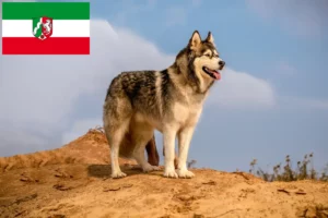 Read more about the article Criadores de Malamute do Alasca e cachorros na Renânia do Norte-Vestefália