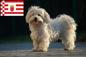 Read more about the article Criadores de Maltês e cachorros em Bremen