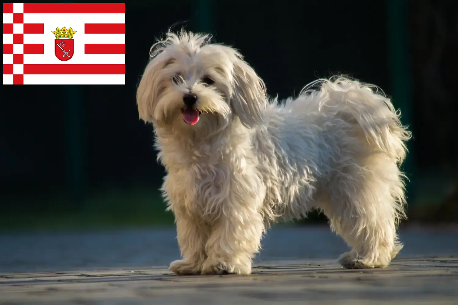 Read more about the article Criadores de Maltês e cachorros em Bremen
