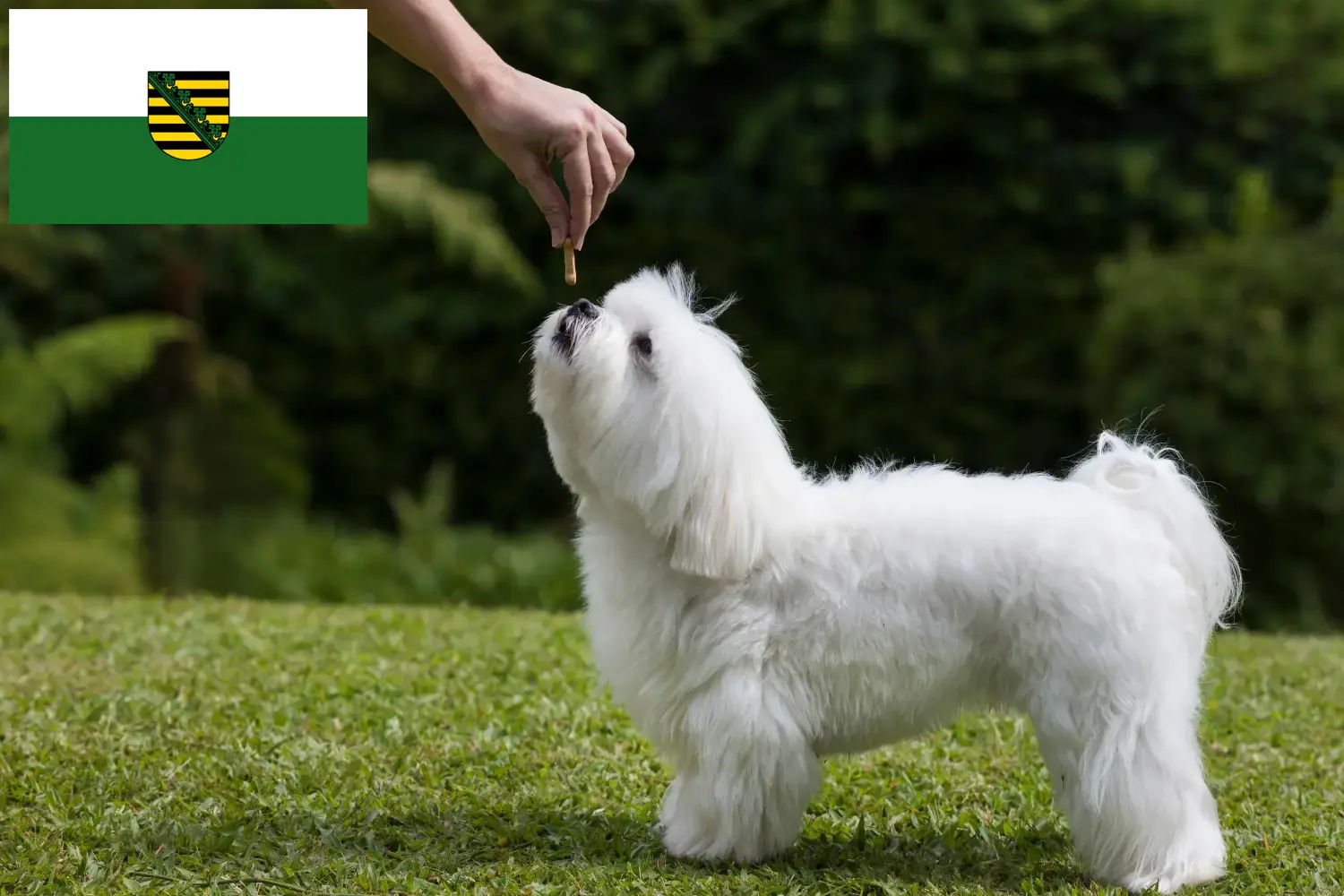 Read more about the article Criadores de maltês e cachorros na Saxónia