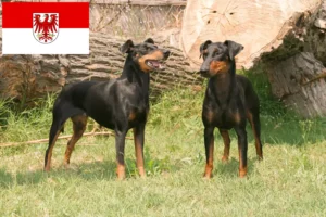 Read more about the article Criadores de Manchester Terrier e cachorros em Brandenburg