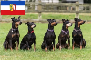 Read more about the article Criadores de Manchester Terrier e cachorros em Schleswig-Holstein