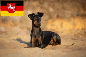 Read more about the article Criadores de Manchester Terrier e cachorros na Baixa Saxónia