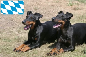 Read more about the article Criadores de Manchester Terrier e cachorros em Bavaria