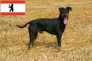 Read more about the article Criadores de Manchester Terrier e cachorros em Berlim