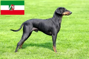Read more about the article Criadores de Manchester Terrier e cachorros em Renânia do Norte-Vestefália