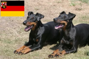 Read more about the article Criadores de Manchester Terrier e cachorros em Renânia-Palatinado