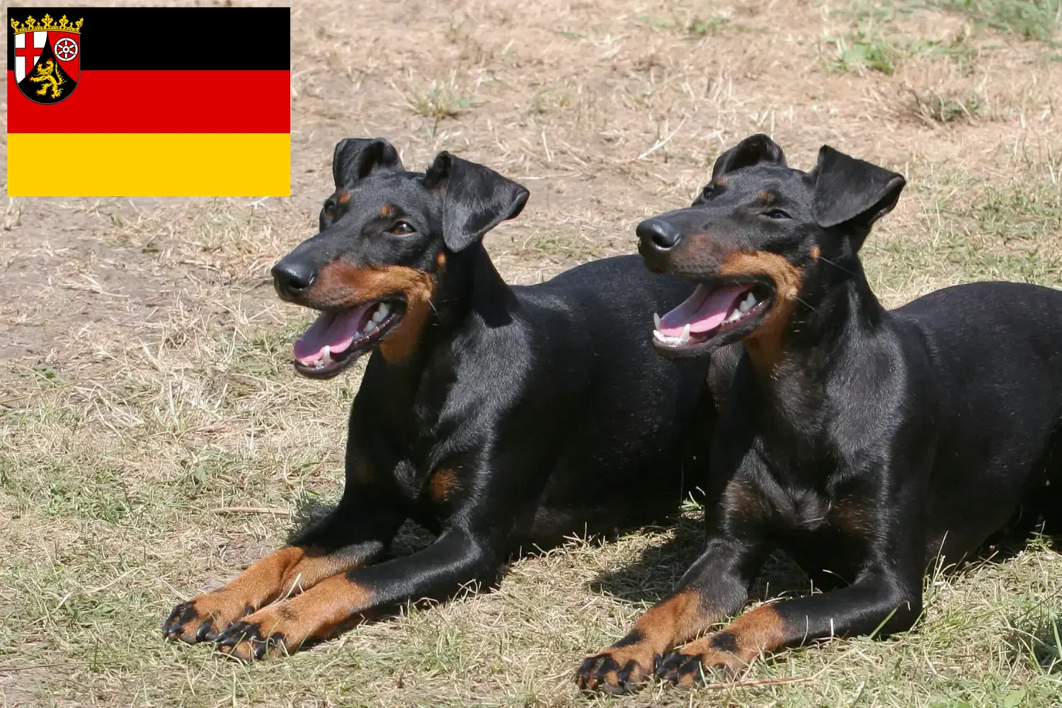 Read more about the article Criadores de Manchester Terrier e cachorros em Renânia-Palatinado