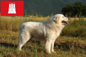 Read more about the article Criadores de Maremma Abruzzi Sheepdog e cachorros em Hamburgo