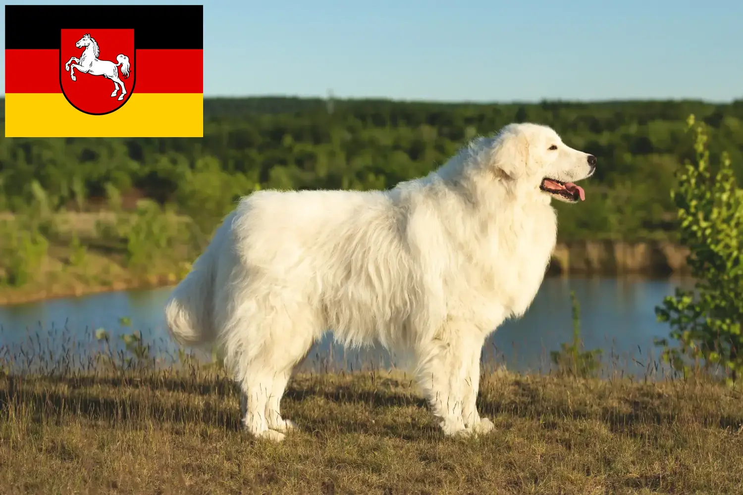 Maremma Abruzzi Sheepdog cachorros e criadores Baixa Saxónia Aqui pode encontrar criadores de cães de pastor de Maremma Abruzzi na Baixa Saxónia.