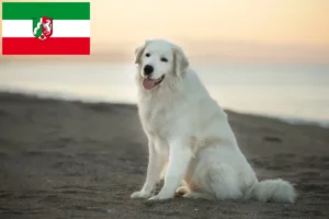 Read more about the article Criadores de Maremma Abruzzi Sheepdog e cachorros na Renânia do Norte-Vestefália