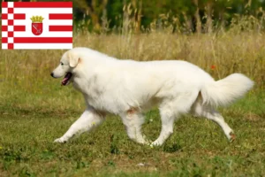 Read more about the article Criadores de Maremma Abruzzi Sheepdog e cachorros em Bremen