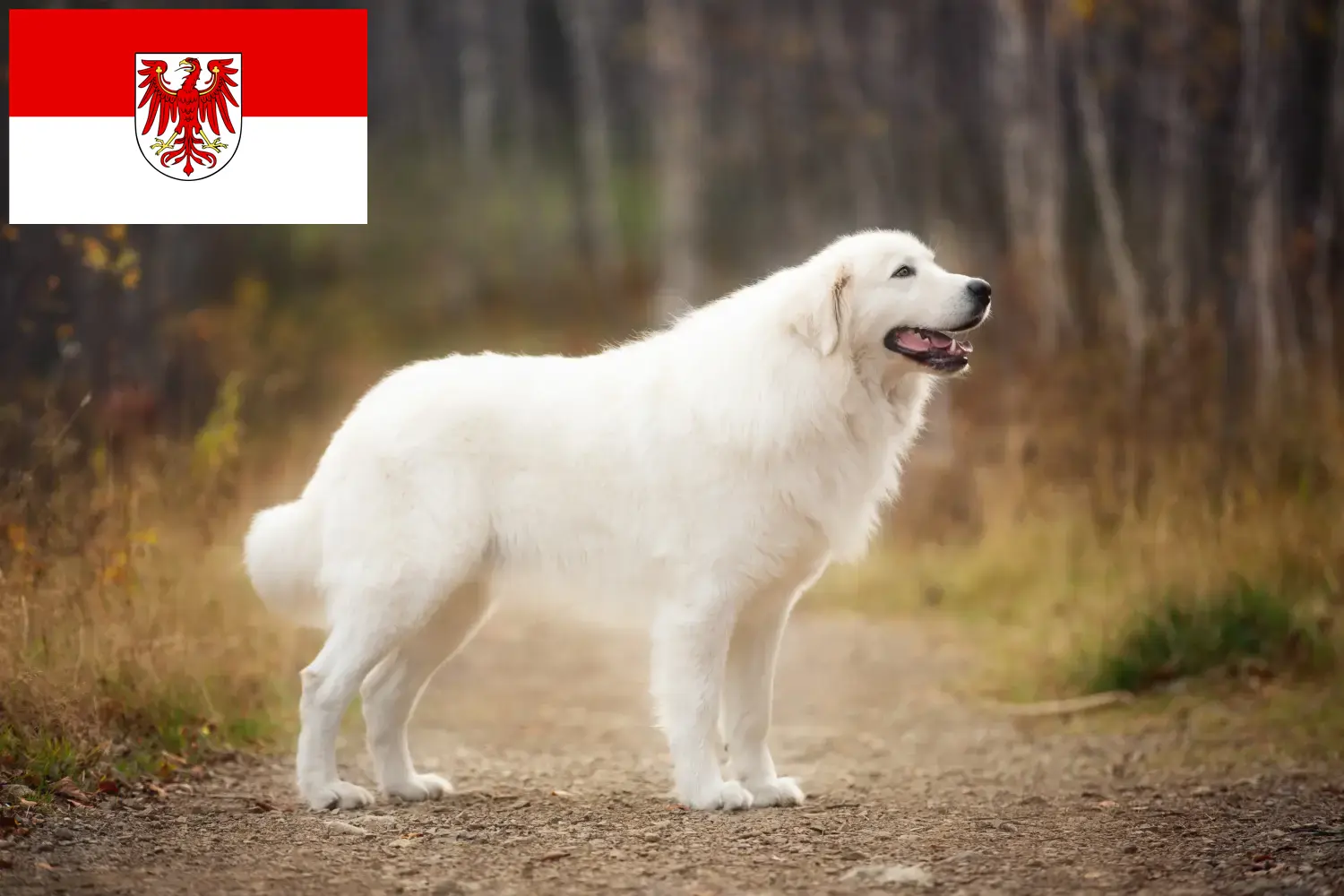 Maremma Abruzzo Sheepdog cachorros e criadores Brandenburg Aqui pode encontrar criadores de cães de pastor de Maremma Abruzzi em Brandenburg.