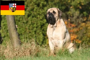 Read more about the article Criadores de Mastim e cachorros em Sarre