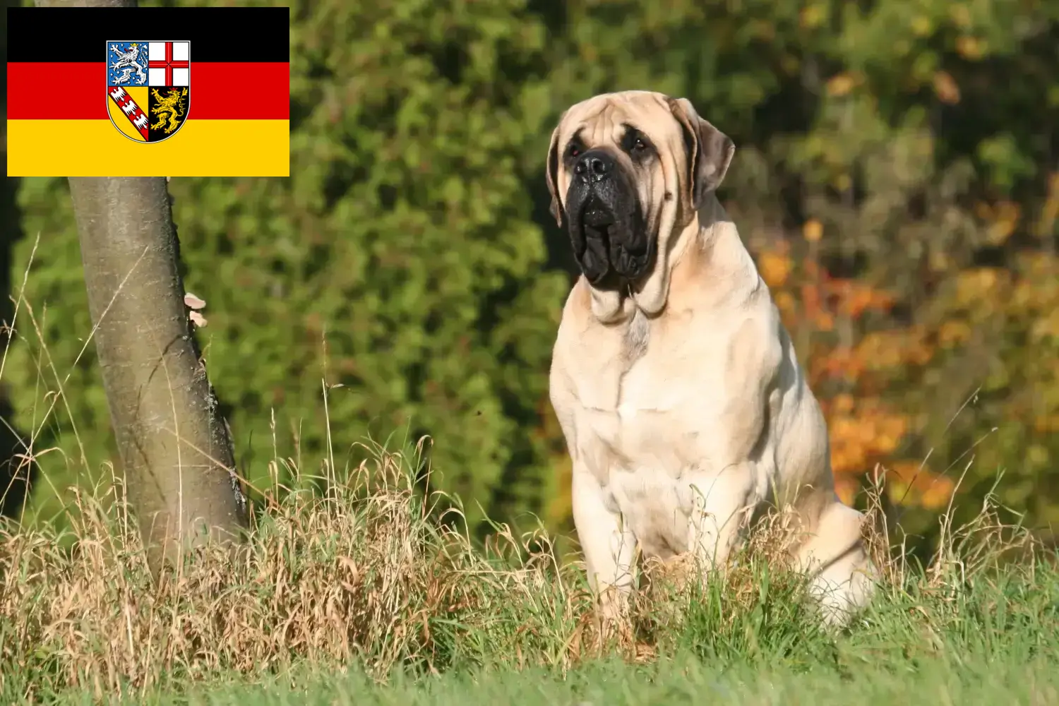 Read more about the article Criadores de Mastim e cachorros em Sarre