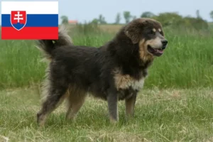 Read more about the article Criadores de Mastim Tibetano e cachorros na Eslováquia