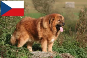 Read more about the article Criador de cães tibetanos e cachorros na República Checa