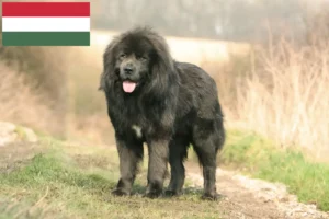 Read more about the article Criador de cães tibetanos e cachorros na Hungria