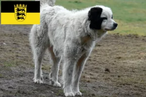 Read more about the article Criadores de Mastín del Pirineo e cachorros em Baden-Württemberg