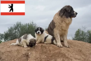 Read more about the article Criadores de Mastín del Pirineo e cachorros em Berlim