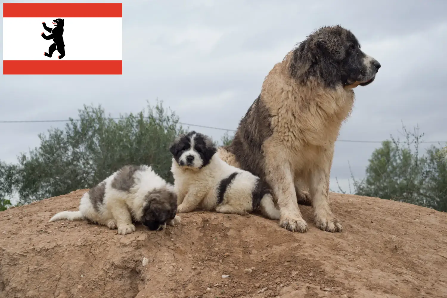 Read more about the article Criadores de Mastín del Pirineo e cachorros em Berlim