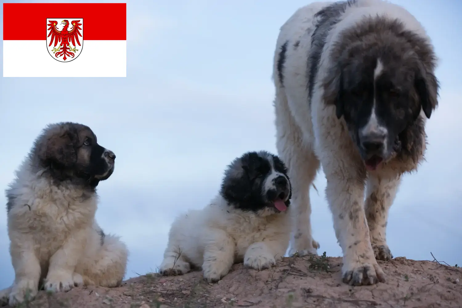 Read more about the article Mastín del Pirineo criadores e cachorros em Brandenburg