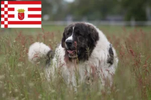 Read more about the article Criadores de Mastín del Pirineo e cachorros em Bremen
