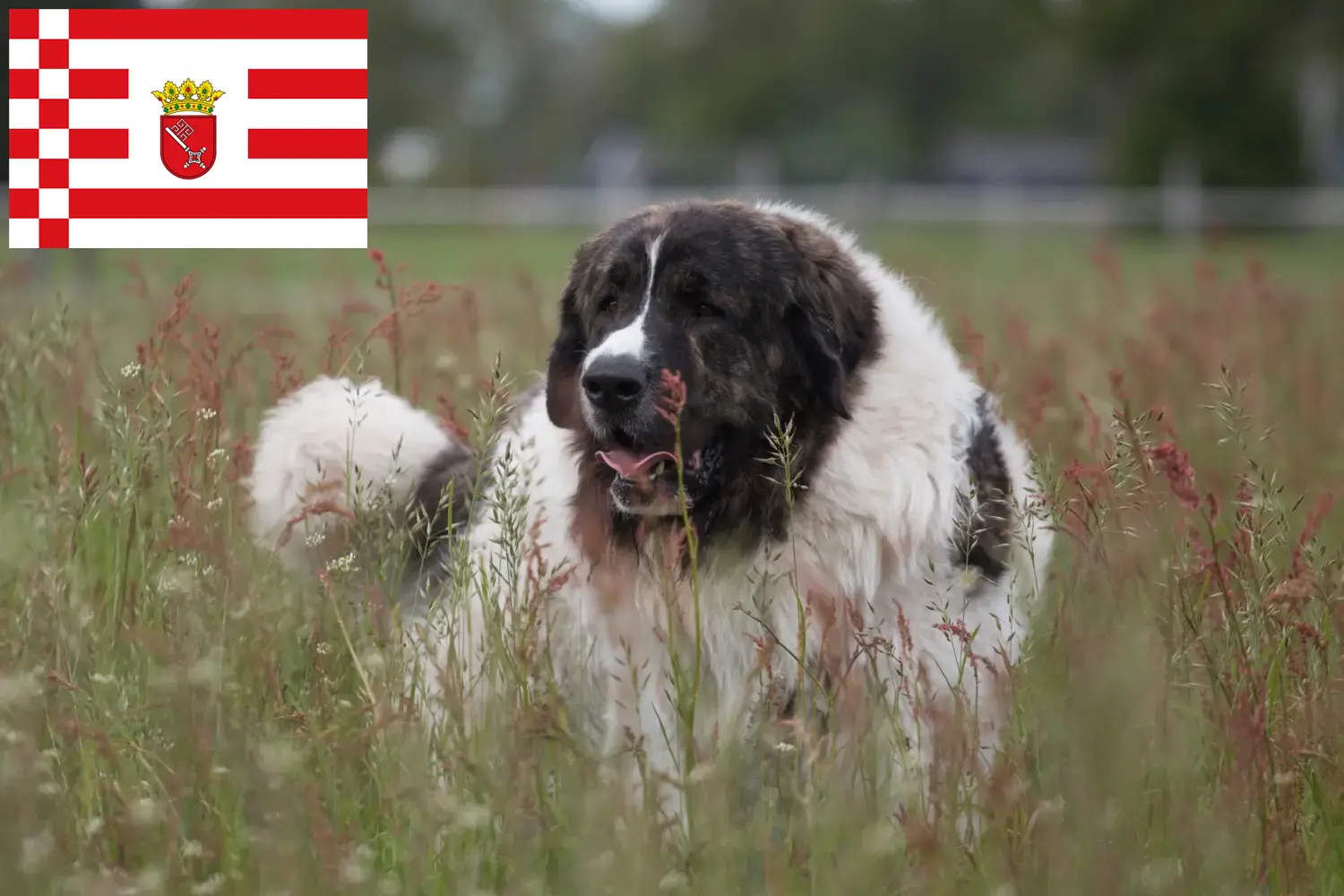 Read more about the article Criadores de Mastín del Pirineo e cachorros em Bremen