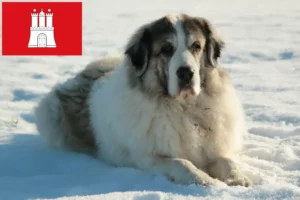 Read more about the article Mastín del Pirineo criadores e cachorros em Hamburgo