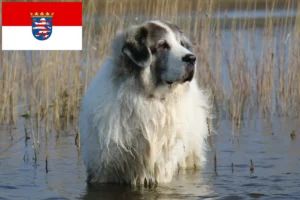Read more about the article Mastín del Pirineo criadores e cachorros em Hessen