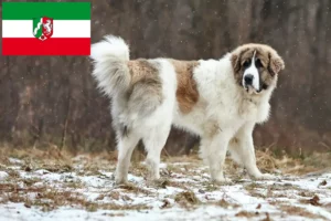 Read more about the article Criadores de Mastín del Pirineo e cachorros na Renânia do Norte-Vestefália