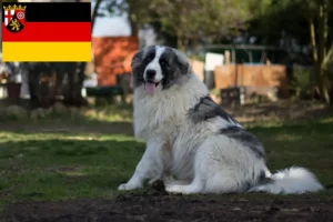 Read more about the article Criadores de Mastín del Pirineo e cachorros na Renânia-Palatinado