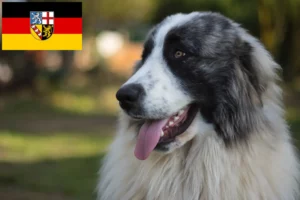 Read more about the article Criadores de Mastín del Pirineo e cachorros em Sarre