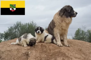 Read more about the article Criadores de Mastín del Pirineo e cachorros em Saxónia-Anhalt